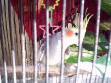 Ra`ul
